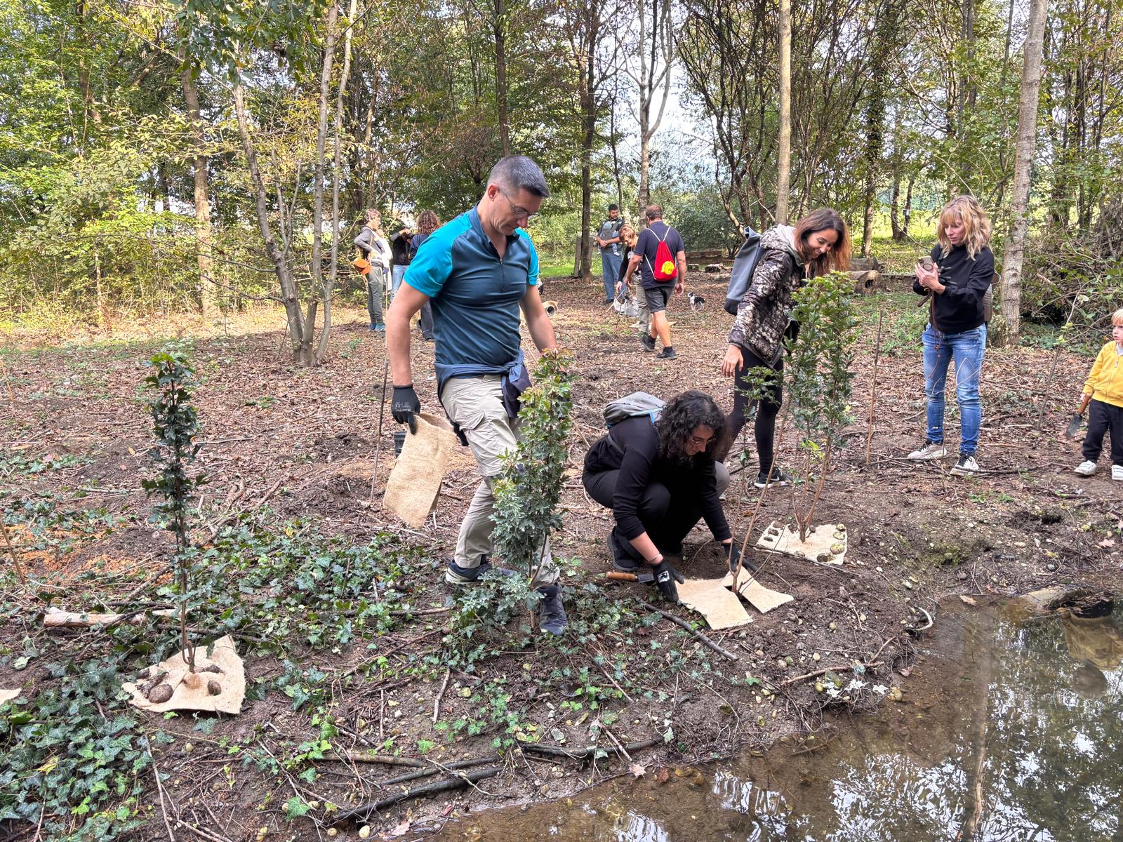 Protecting newly planted saplings